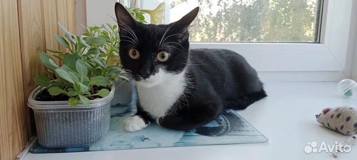 Кошка