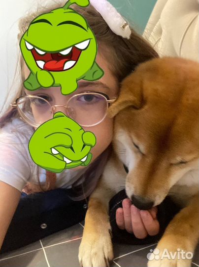 Выгул собак