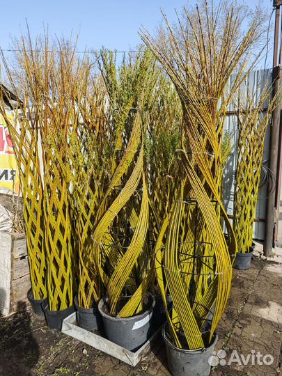 Русская пальма