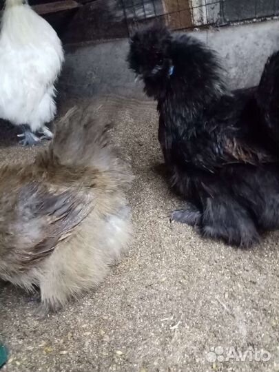 Цыплята и яйцо Китайские шолковые