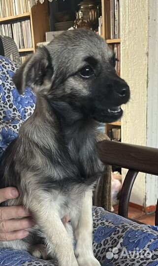 Щенок в добрые руки дворняжка