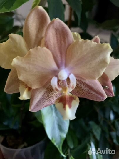 Орхидея Maple Valley