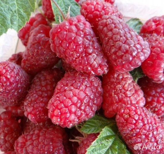 Малина (20 сортов)крупноплодная,бесшипные,ремонтан