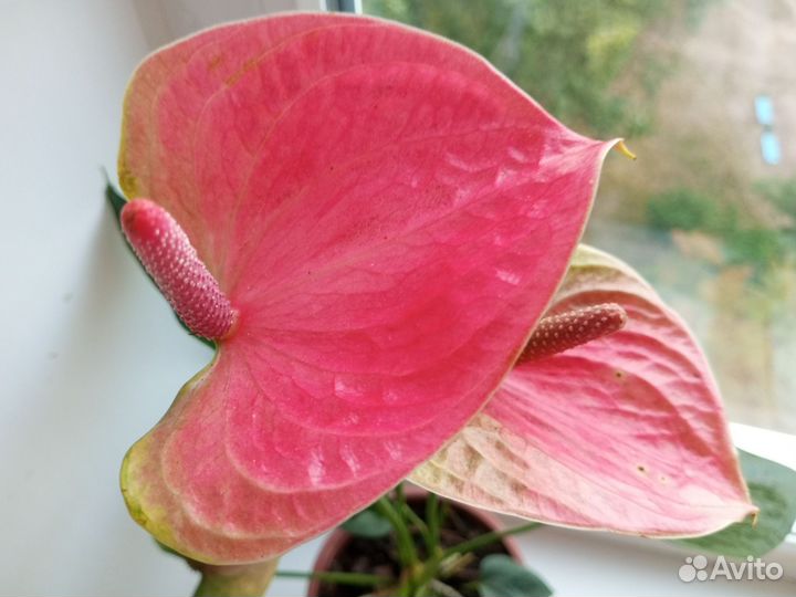 Антуриум ярко розовый