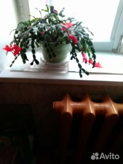 Сортовые декабристы