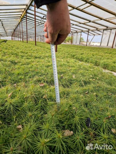 Саженцы ели европейской зкс