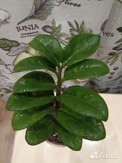 Замиокулькас Зензи