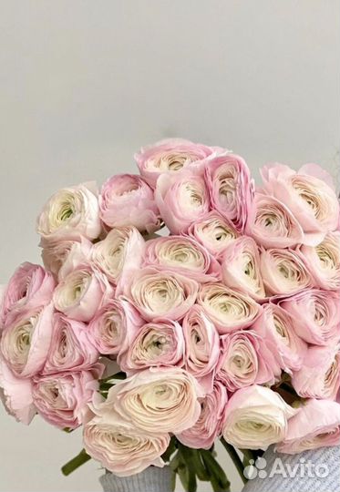 Ранункулюс цветы