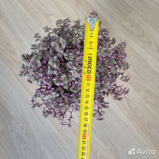 Дендробиум