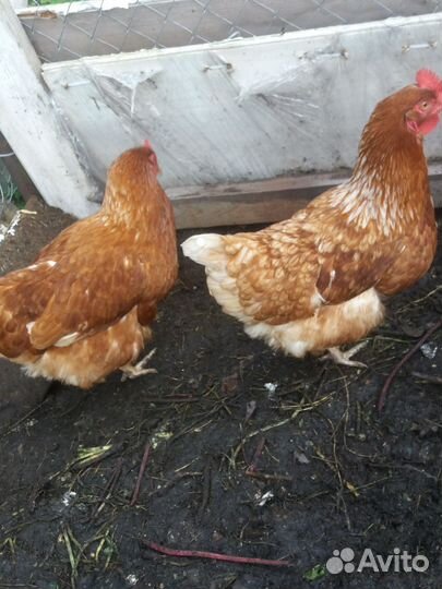 Куры несушки