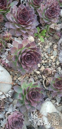 Каменная роза (молодило)