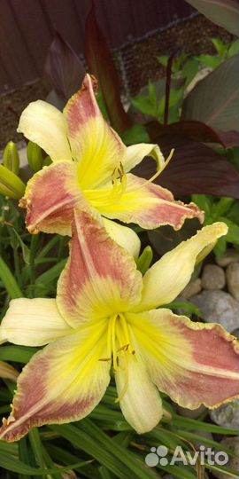 Цветы садовые