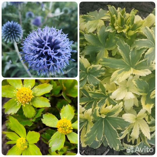 Многолетники садовые