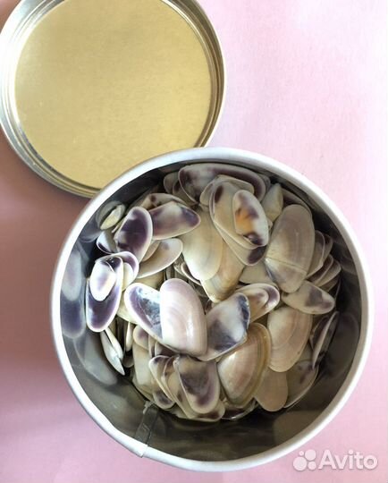 Морские ракушки