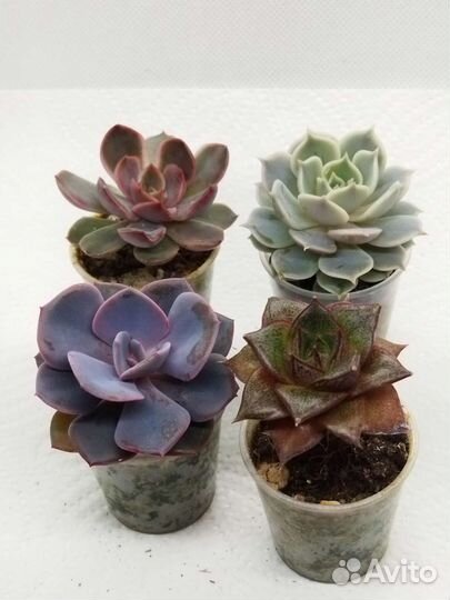 Редкие суккуленты набор 5