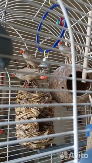 Зебровые амадины