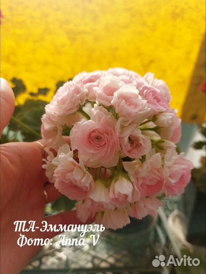 Пеларгония та Эммануэль и др