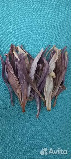 Лилия сухоцвет. Творчество