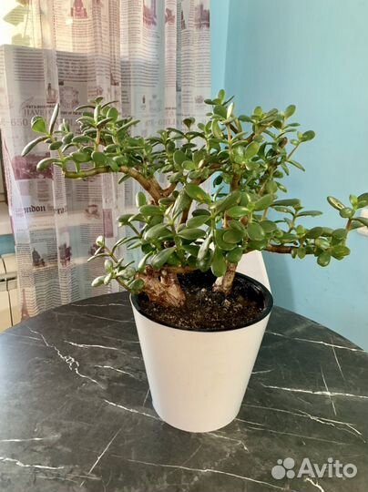 Толстянка под бонсай