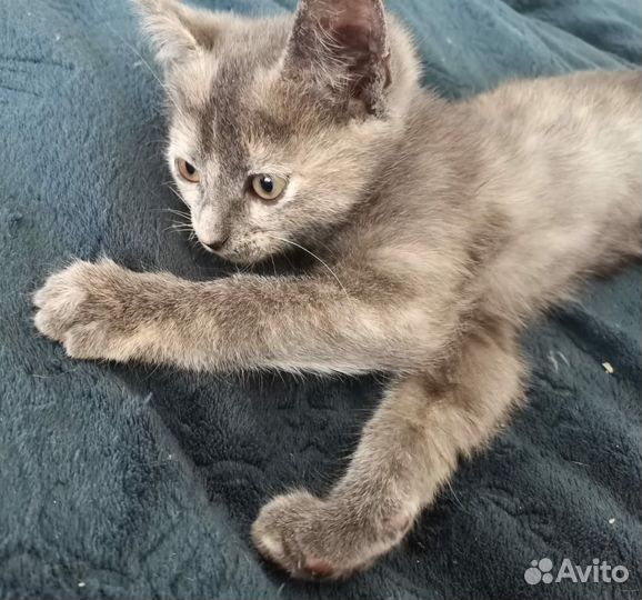 Трехцветный котенок в добрые руки