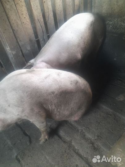 Супоросная свиноматка