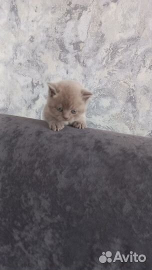 Шотландская кошка