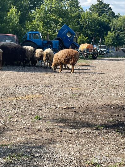 Овцы бараны курдючные