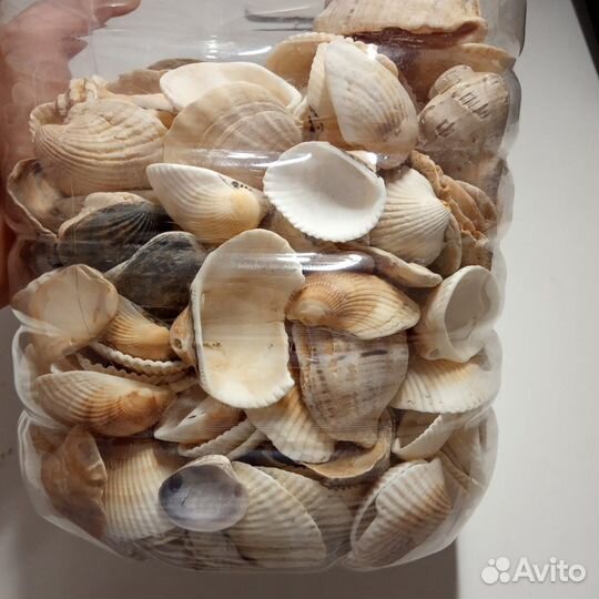 Крупные ракушки 2 кг