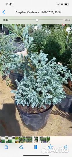 Туя Колумна для живой изгороди