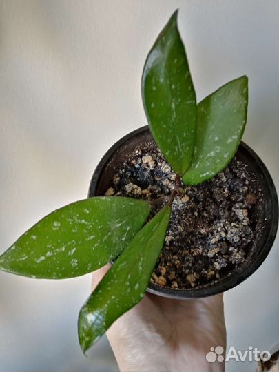 Комнатные растения по 100