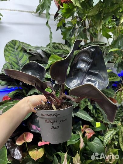 Геогемантус mignight pearl