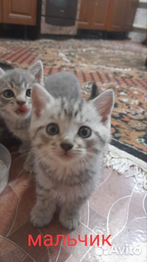 Котята бесплатно
