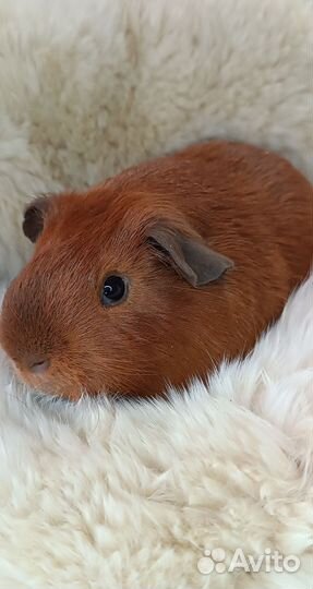 Породистые морские свинки