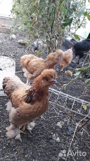 Цыплята подрощенные