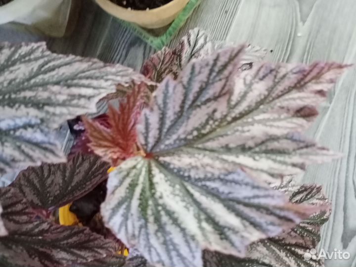 Тростниковые бегонии