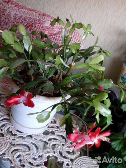 Алоэ 1, 3, 4 года, герань, денежное дерево