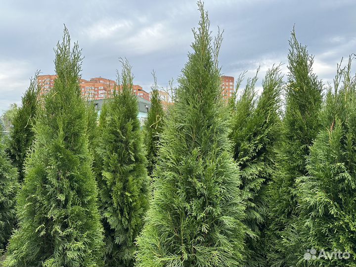 Туя смарагд 40-60см