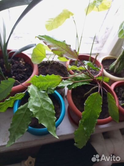 Розан (Гибискус)