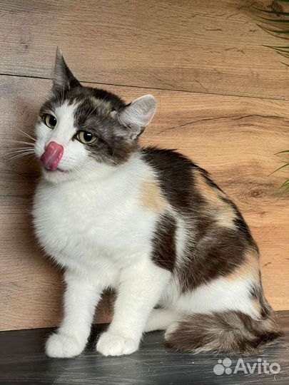 Марта в поисках дома