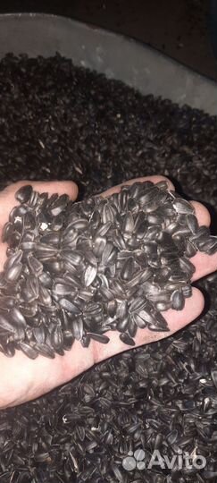 Семечки подсолнечника очищенные