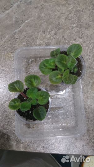 Стартеры фиалка Optima flory