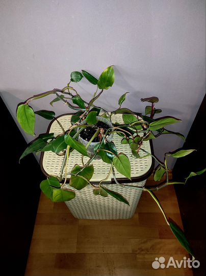 Филодендрон краснеющий