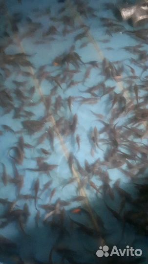 Бассейны для рыб (узв)