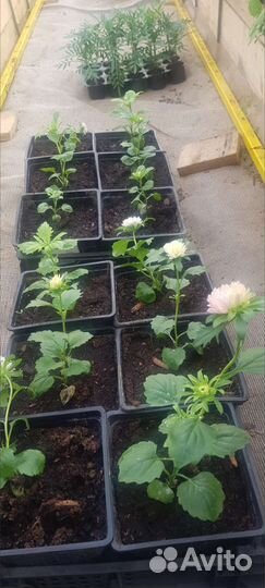 Рассада цветы и овощей собственного выращивания