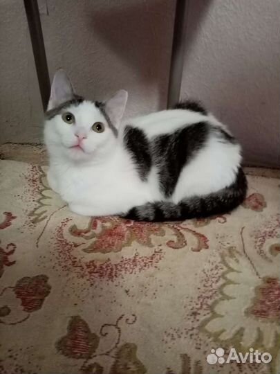 Маленькая кошечка