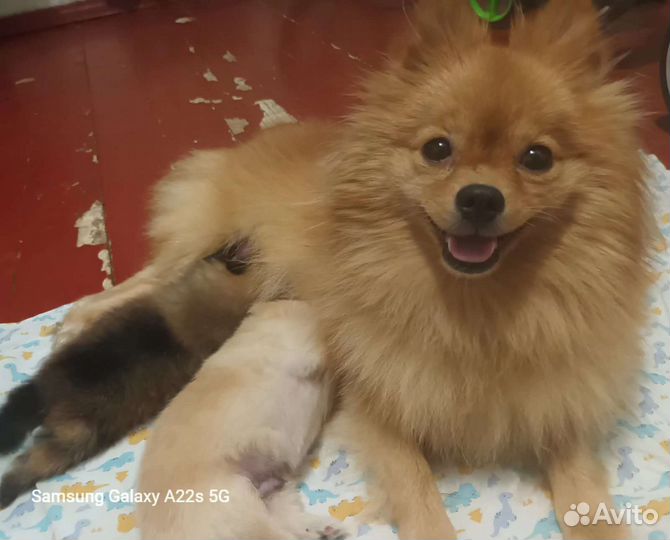 Немецкий шпиц