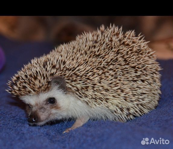 Карликовый африканский ежик