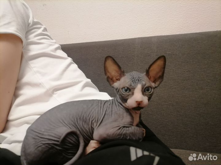 Канадский сфинкс котенок