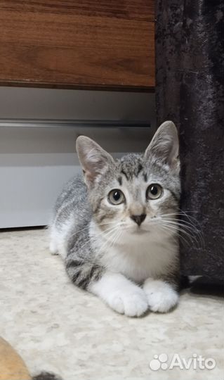 В добрые руки