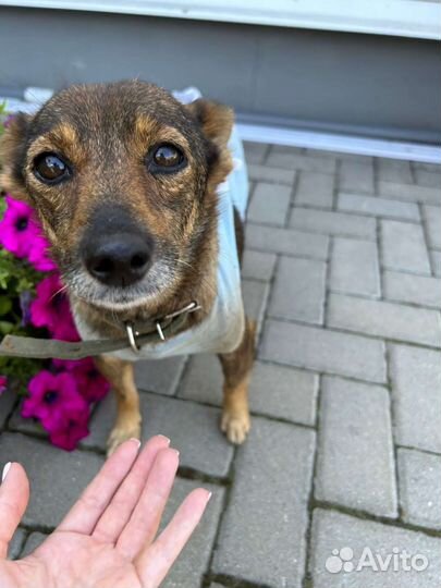 Собака в добрые руки